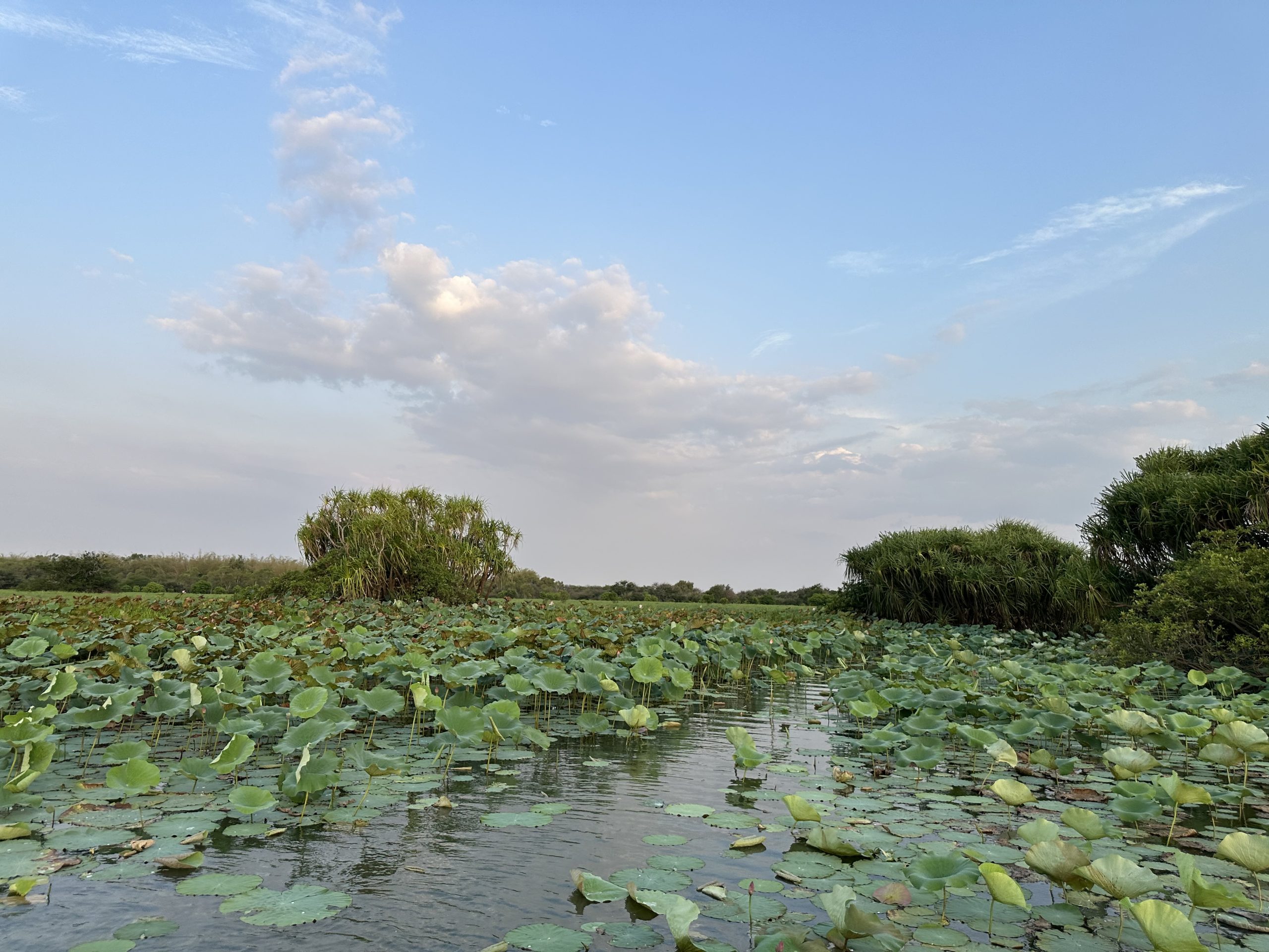 Lily pads spread across a calm Northern Territory wetland under a soft blue sky